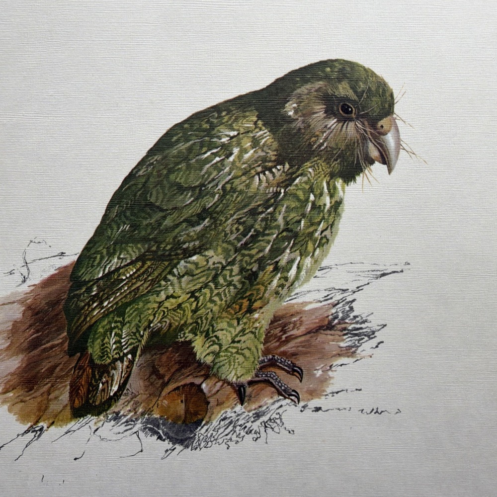 Vintage Artist Bruce N Harvey Air New Zealand Kakapo Print Signed 1976